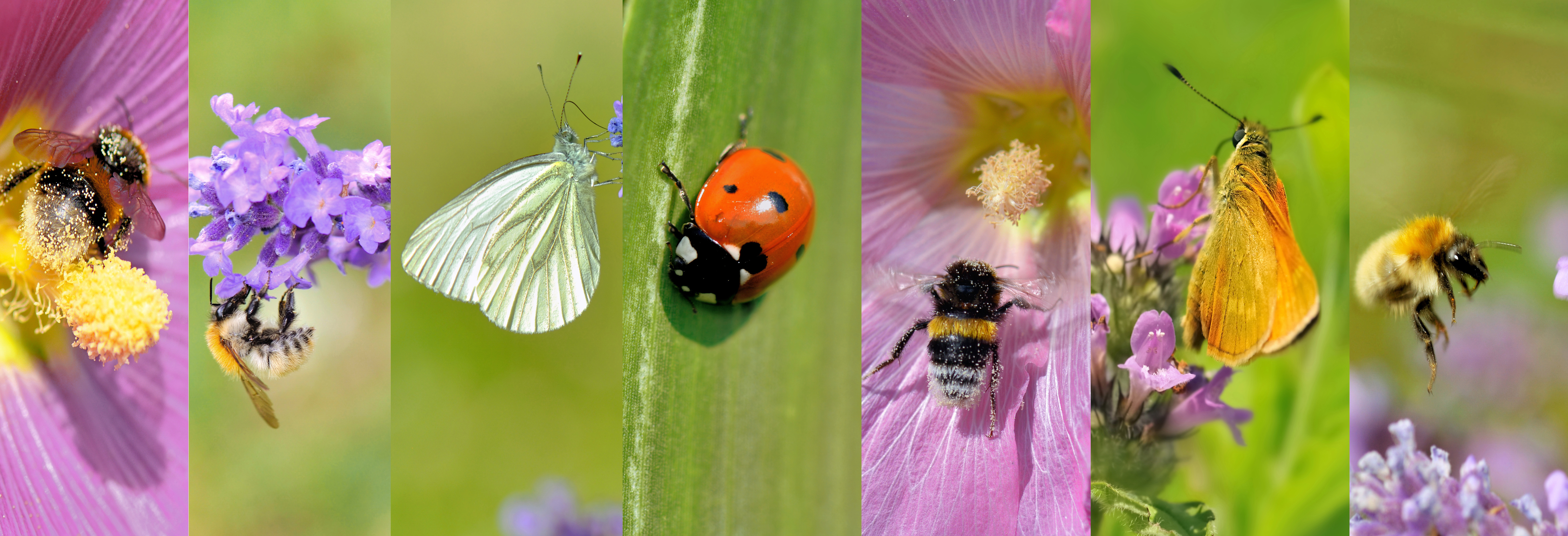 Insects