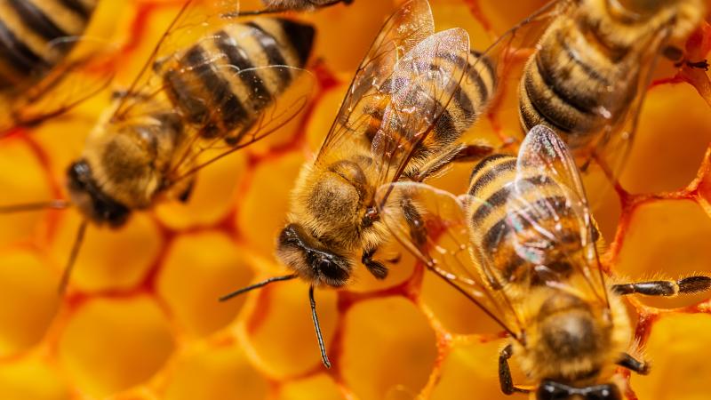 Beekeeper Meeting